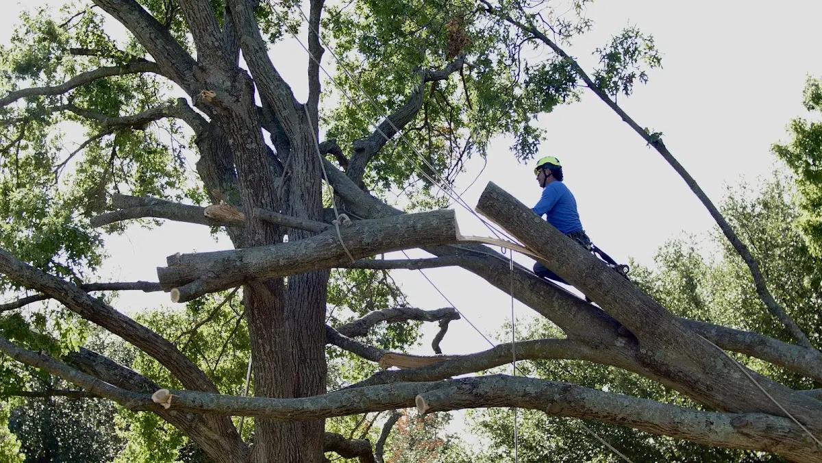 Professional Crown Thinning performed by certified arborists in Jack